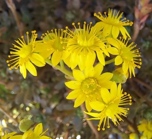 Aeonium sedifolium flowers